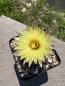 Preview: Coryphantha radians